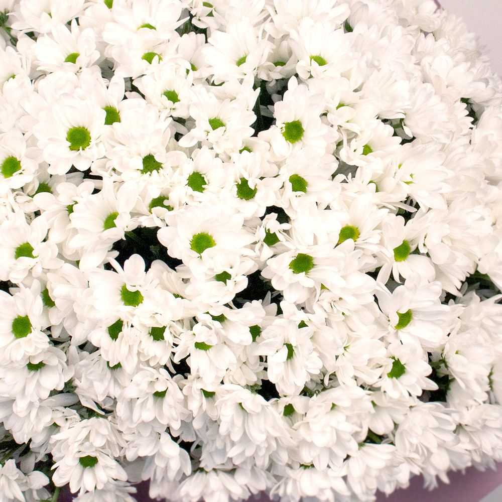 Букет из 51 белой хризантемы вид 1